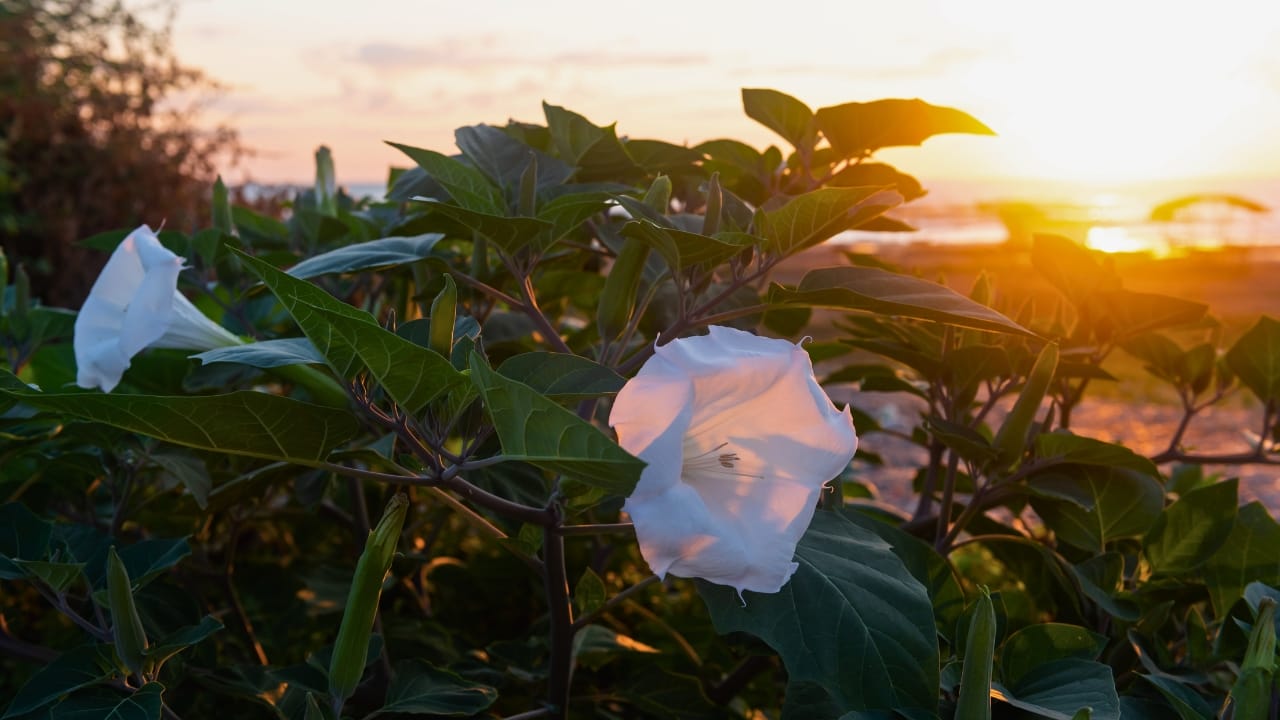23 Deadly Plants to NEVER Touch: Linked to Over 21,400 Poisoning Cases - Jimson Weed ss1181297380