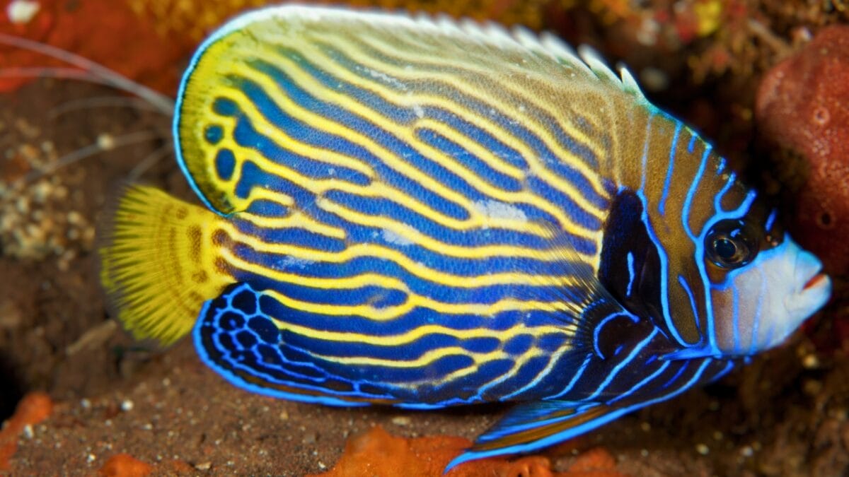 15 of the World's Prettiest Fish Species - Juvenile Emperor Angelfish ss797807692