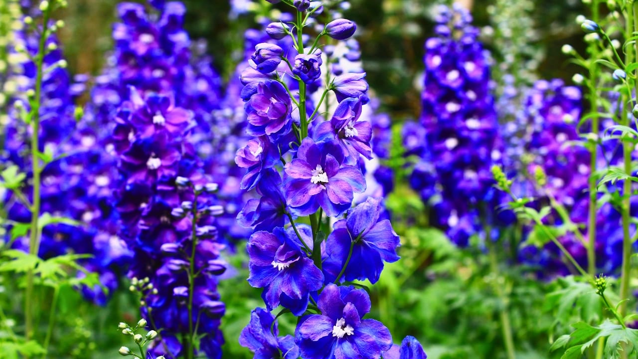 23 Deadly Plants to NEVER Touch: Linked to Over 21,400 Poisoning Cases - Larkspur ss2250585115