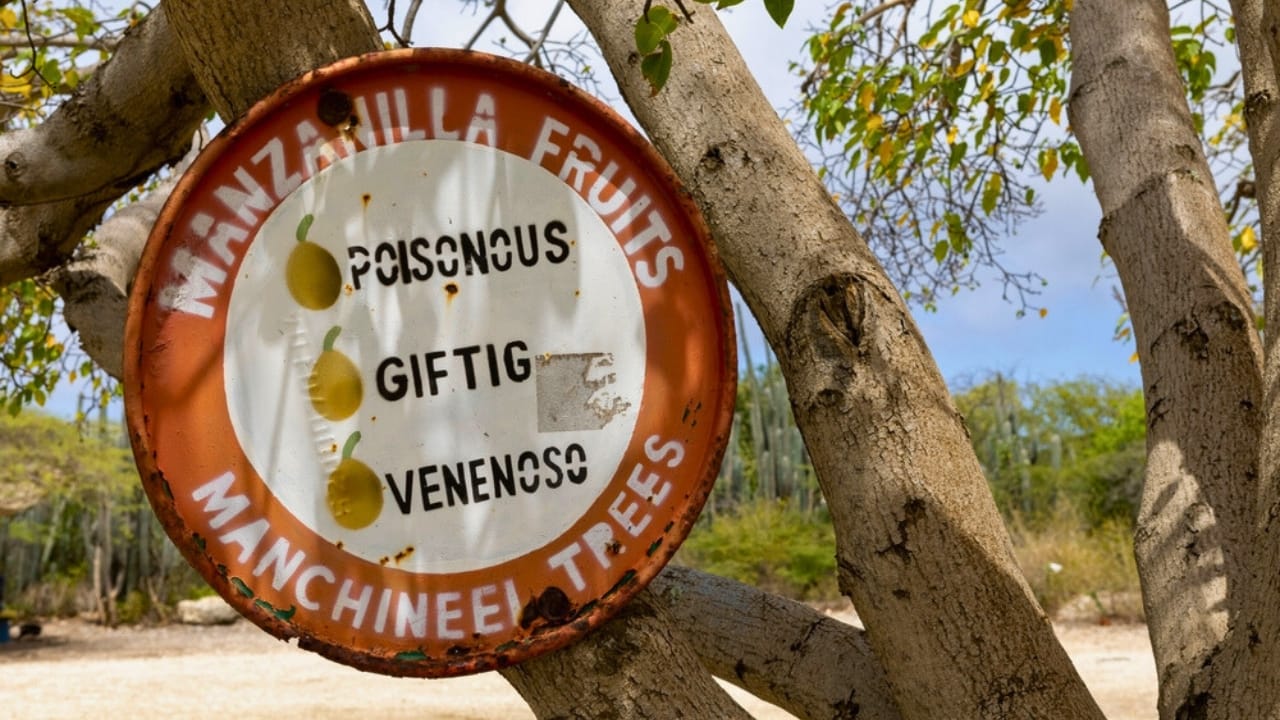 23 Deadly Plants to NEVER Touch: Linked to Over 21,400 Poisoning Cases - Manchineel Tree ss2149358401