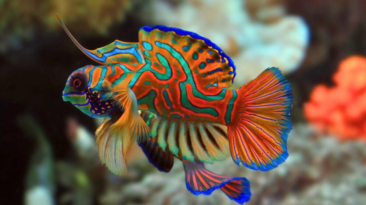 12 of the Most Beautiful Animals in the World - Mandarin Fish ss1811654902 2