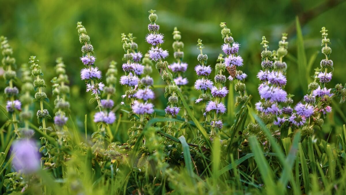 12 Plants That Naturally Repel Fleas: What to Know & Grow - Pennyroyal ss2188871743