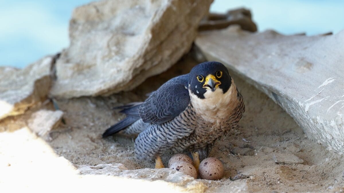 10 Stealthy Predators Hunting Hawks in the Wild - Peregrine falcon ss1478043620