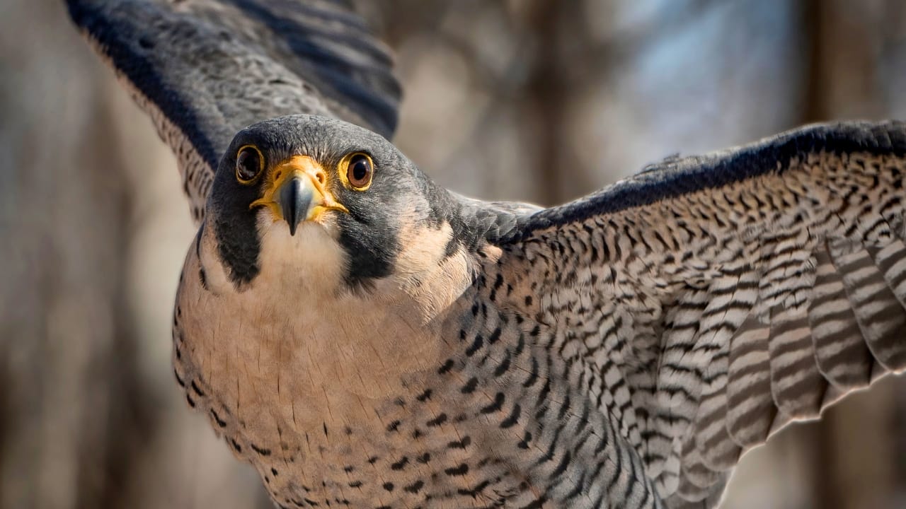 The Inspiring Comeback Story of Peregrine Falcons in Illinois - Peregrine falcon ss1655895619