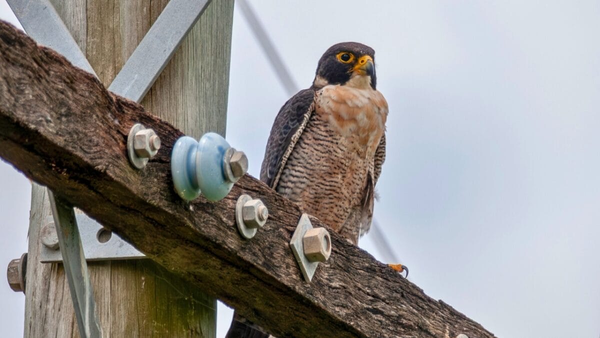 15 Birds That Take Flight at Record-Breaking Speeds - Peregrine falcon ss2304210339