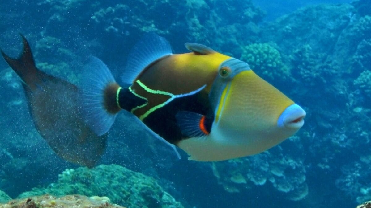 15 of the World's Prettiest Fish Species - Picasso Triggerfish ss37541596