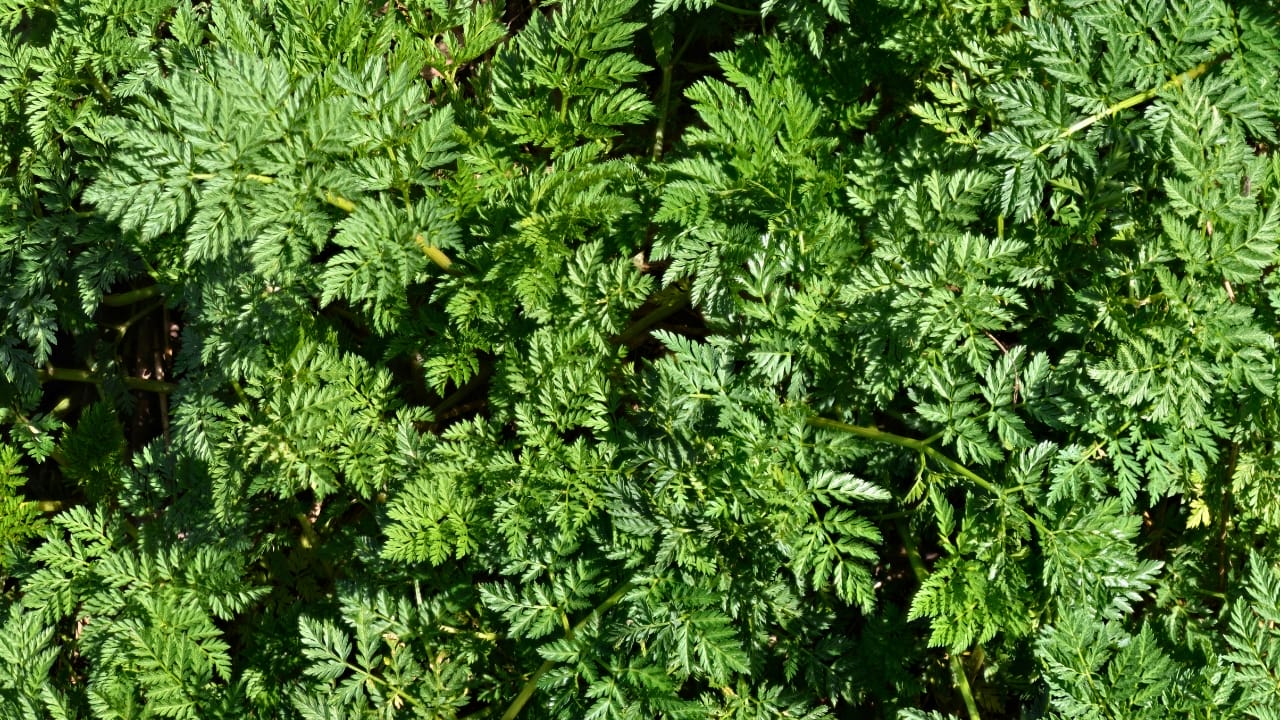 23 Deadly Plants to NEVER Touch: Linked to Over 21,400 Poisoning Cases - Poison Hemlock ss2270834697