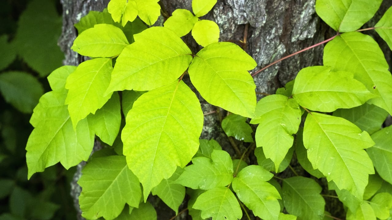 23 Deadly Plants to NEVER Touch: Linked to Over 21,400 Poisoning Cases - Poison Ivy ss2160875199