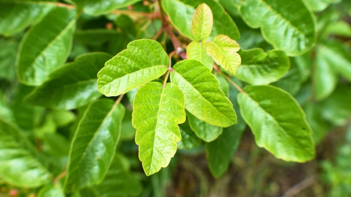 Poison Sumac In Fall 23 Deadly Plants to NEVER Touch: Linked to Over 21,400 Poisoning Cases