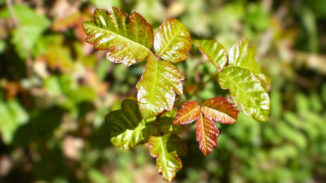 23 Deadly Plants to NEVER Touch: Linked to Over 21,400 Poisoning Cases - Poison oak ss1342417529