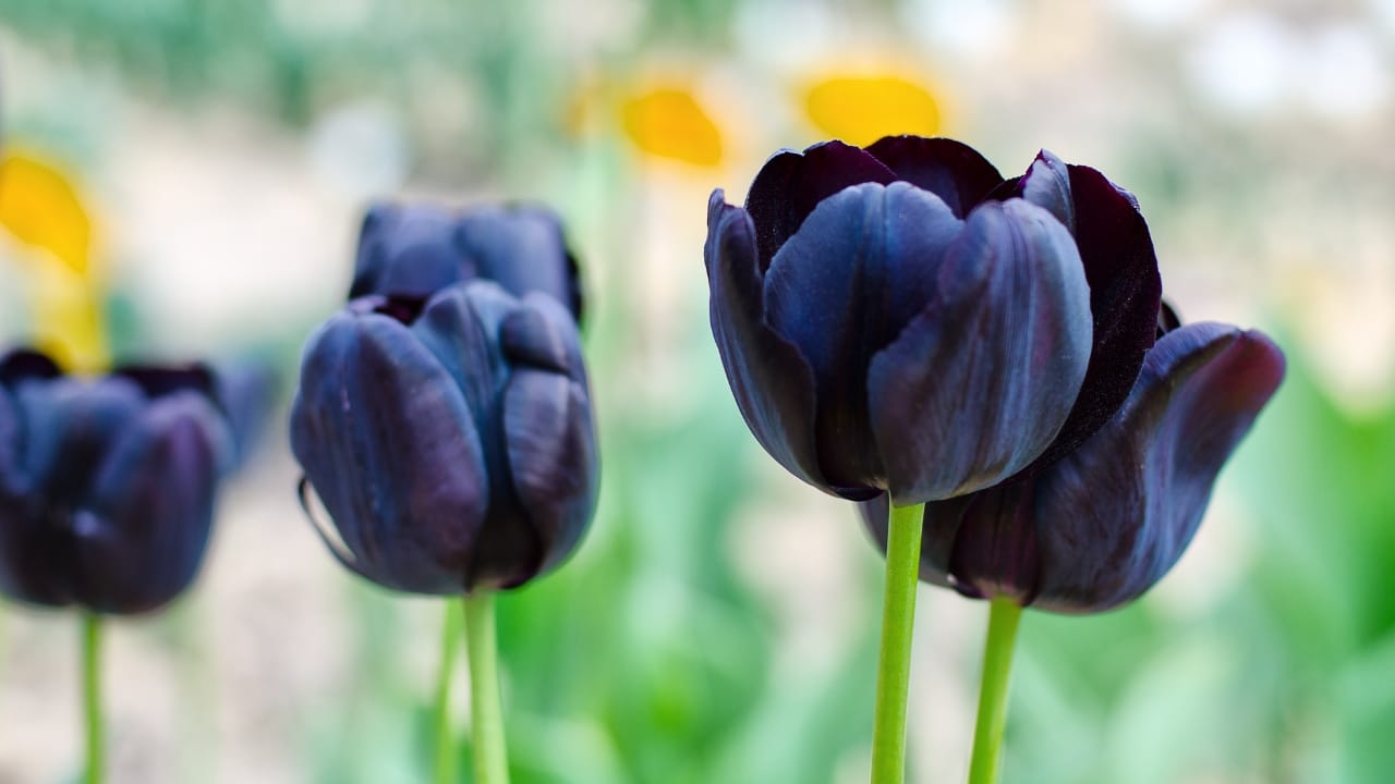 15 Striking Naturally Black Flowers to Add Mystery & Drama - Queen of the Night Tulip ss426178414