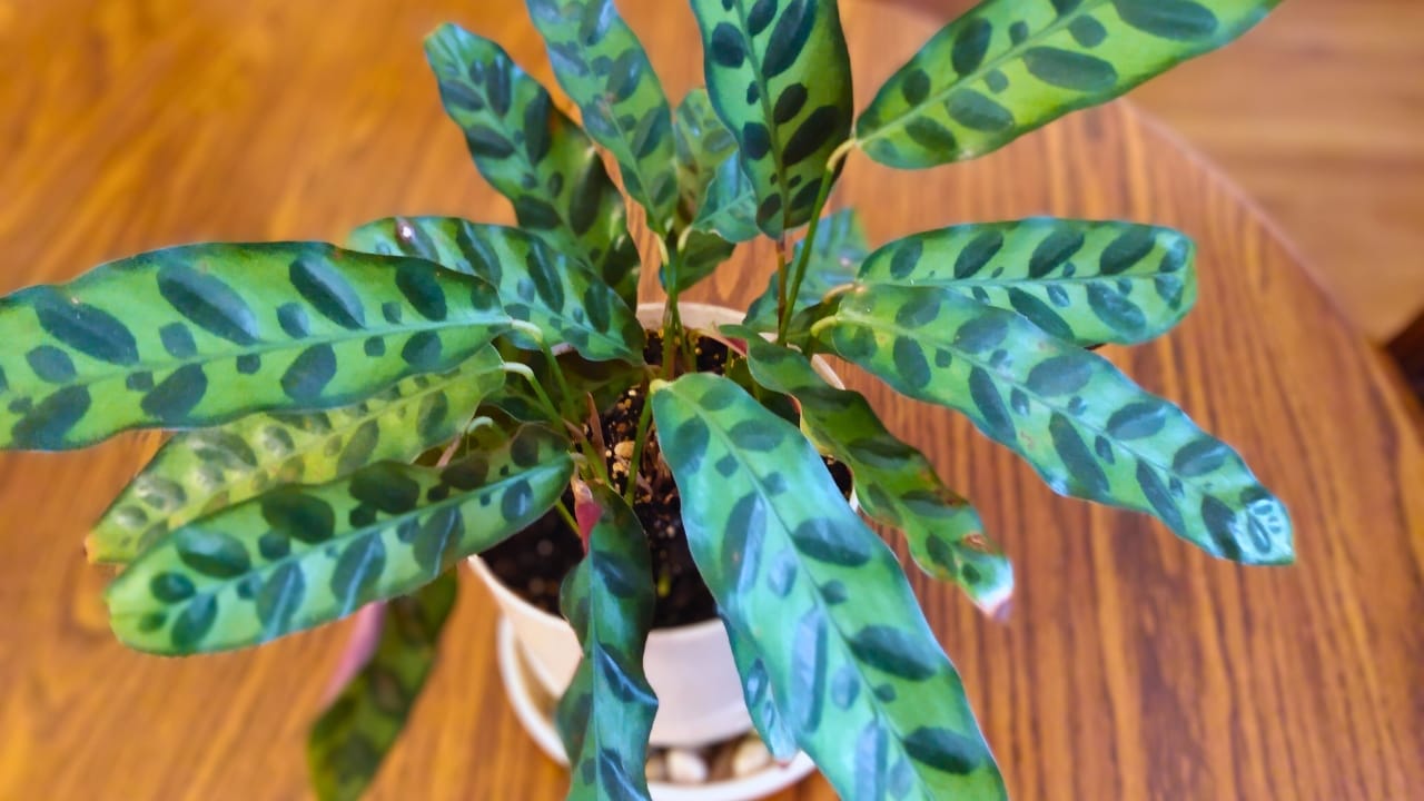 Grow & Care for Rattlesnake Calathea Plants (Goeppertia insignis) - Rattlesnake Calathea ss