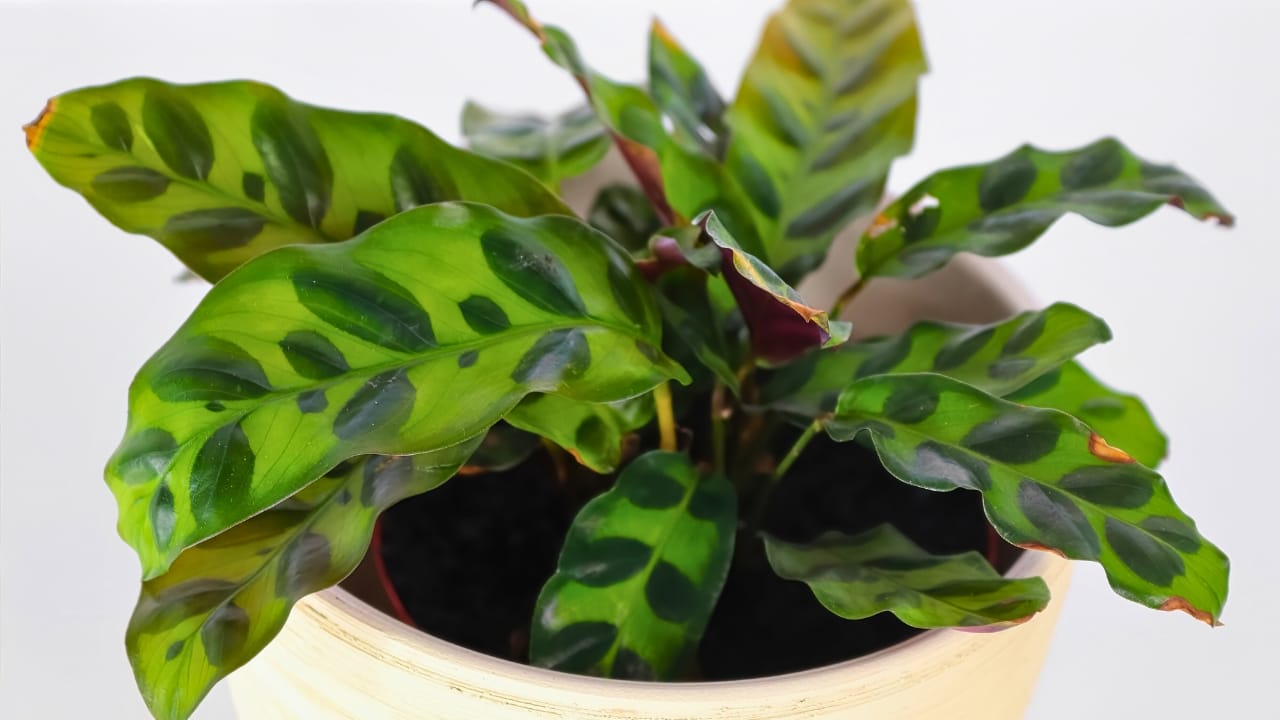 Grow & Care for Rattlesnake Calathea Plants (Goeppertia insignis) - Rattlesnake Calathea ss1987827131