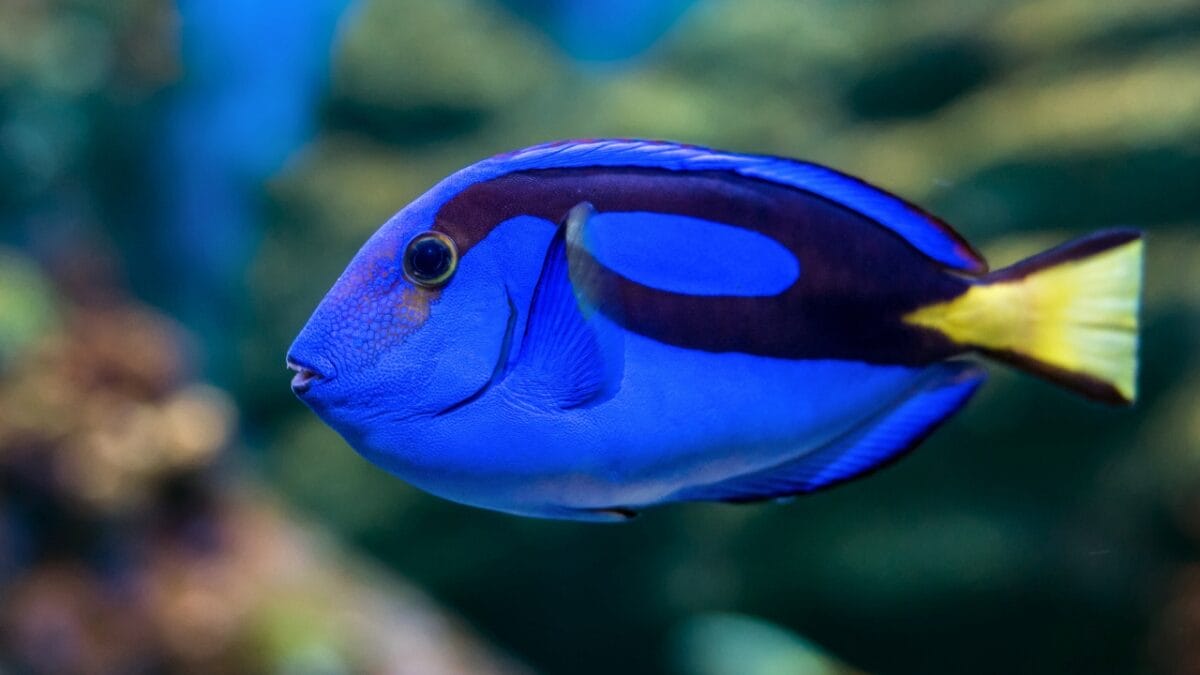15 of the World's Prettiest Fish Species - Regal Tang ss268680257