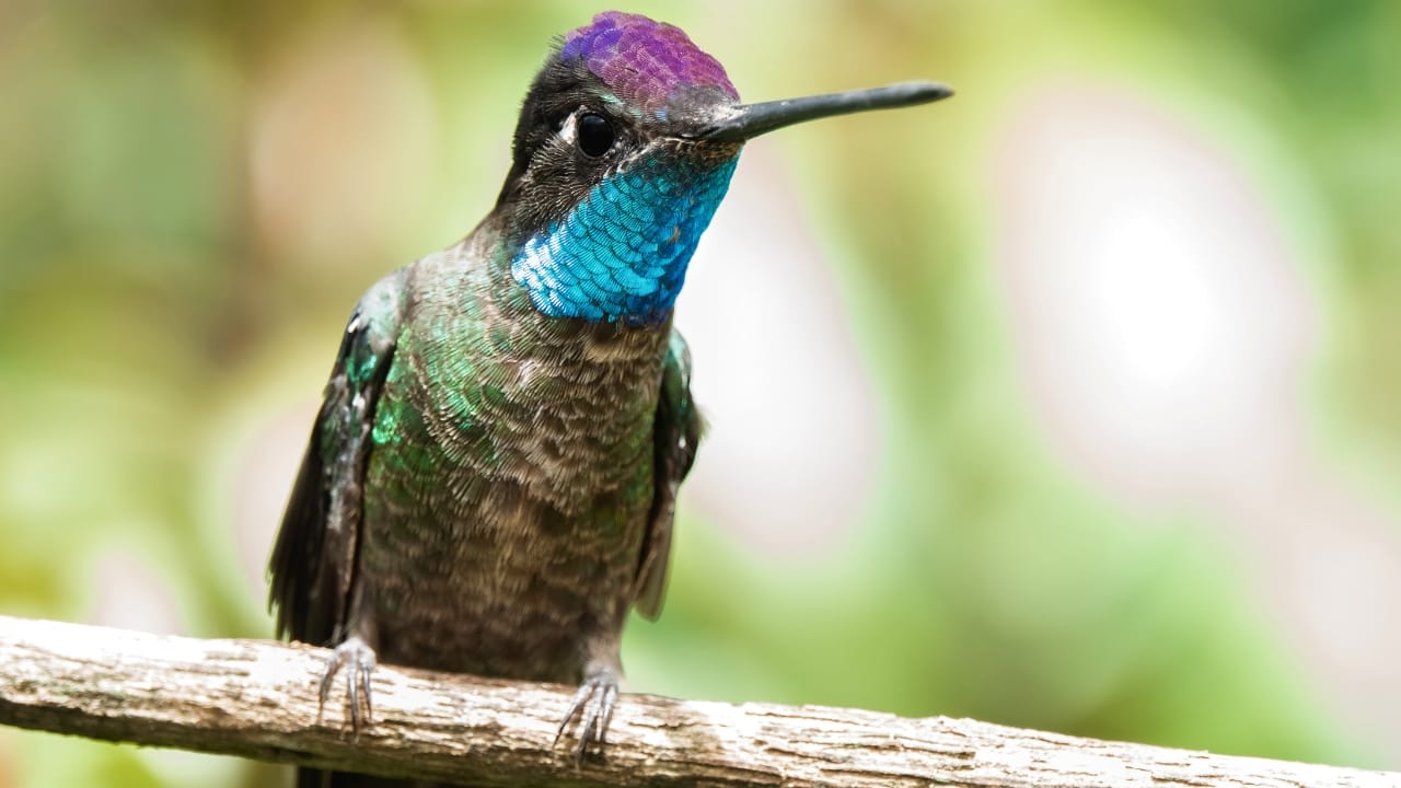 15 Bee-Friendly Ground Covers to Attract Pollinators & Hummingbirds - Rivolis Hummingbird ss1411278485