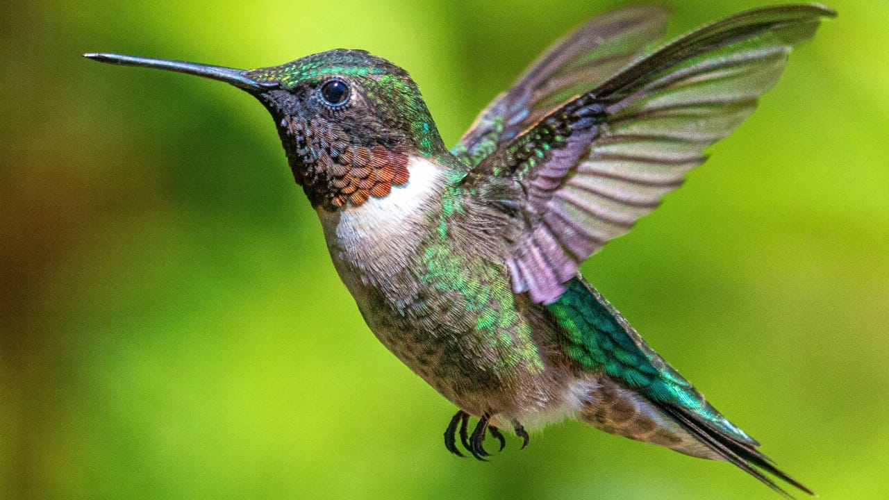 What Happens to Hummingbirds When They Stop Flying - Ruby throated Hummingbird ss2402263207