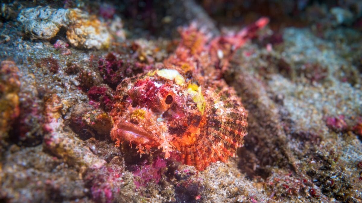 15 Bizarre & Unique Fish from Around the World - Tasseled Scorpionfish ss1968916870
