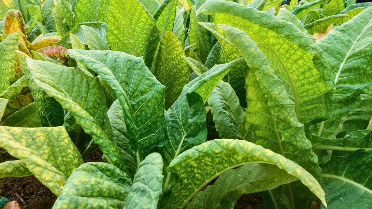 23 Deadly Plants to NEVER Touch: Linked to Over 21,400 Poisoning Cases - Tobacco plant ss1678566346