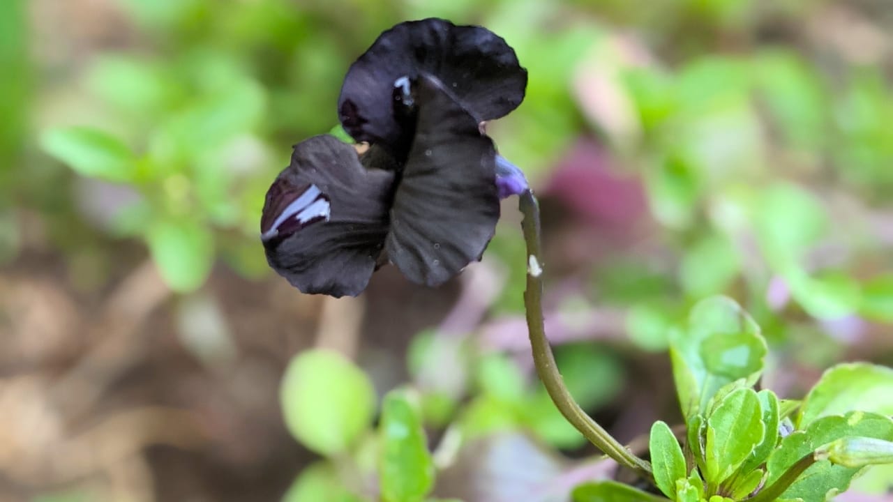 15 Striking Naturally Black Flowers to Add Mystery & Drama - Viola Molly Sanderson ss2411144705