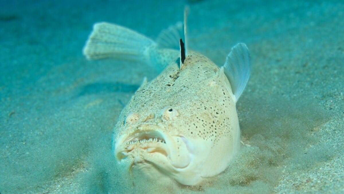 15 Bizarre & Unique Fish from Around the World - White Margin Stargazer ss50461498