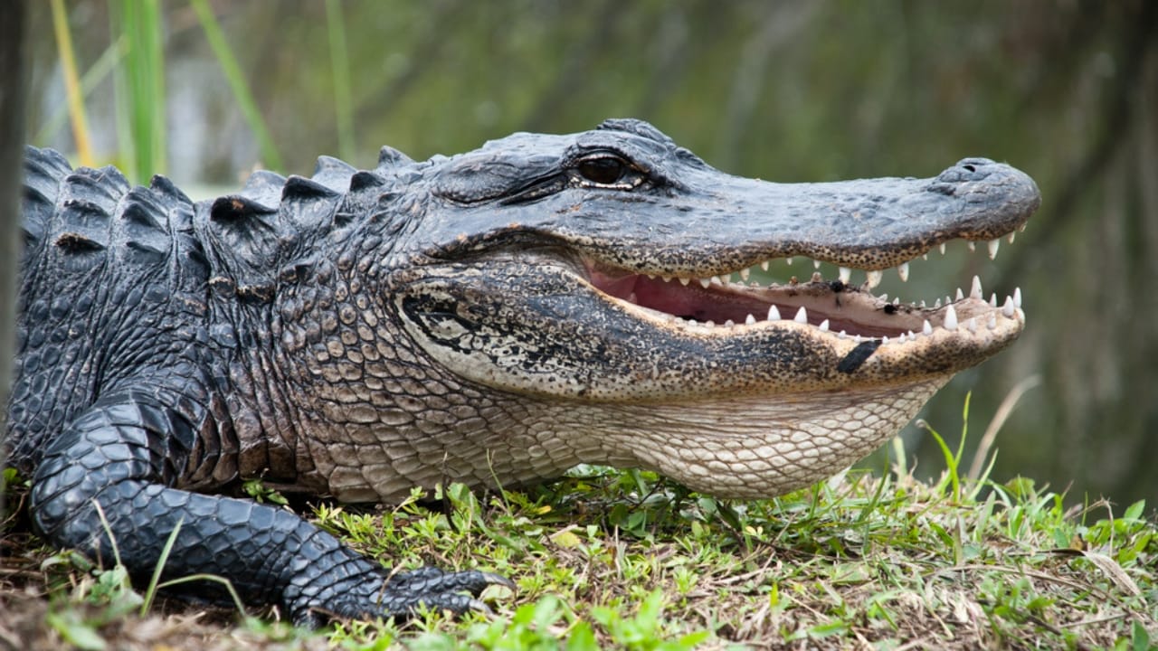13 Alligator-Filled Lakes in the United States - alligator ss128007614