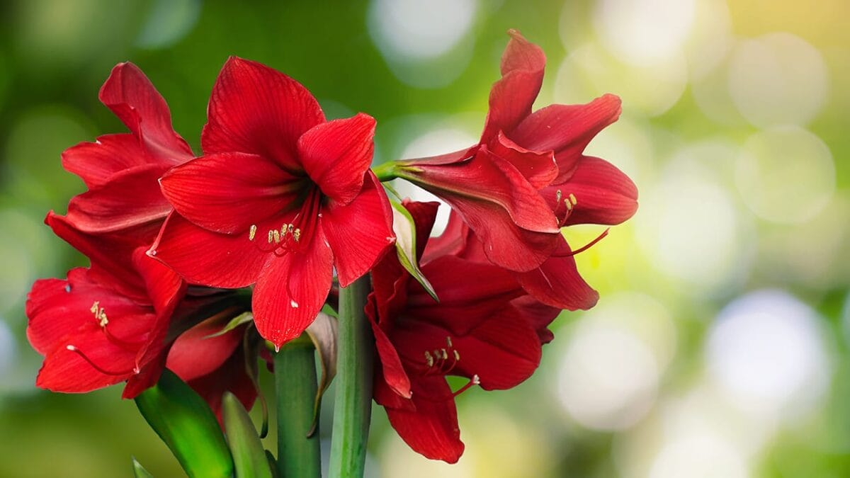 16 Christmas Plants to Brighten Your Holiday Décor - amaryllis ss1053099173