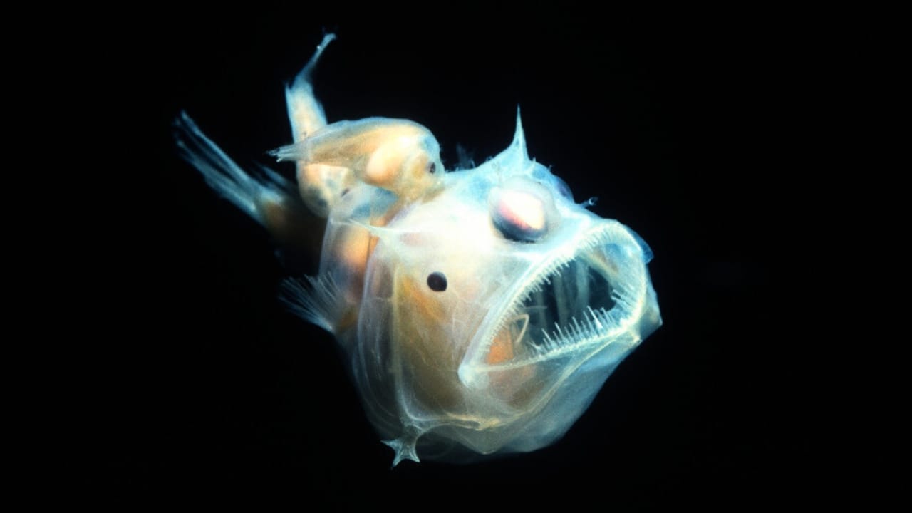 10 Creepy Deep Sea Creatures You Never Knew Existed - angler fish ss1036974166