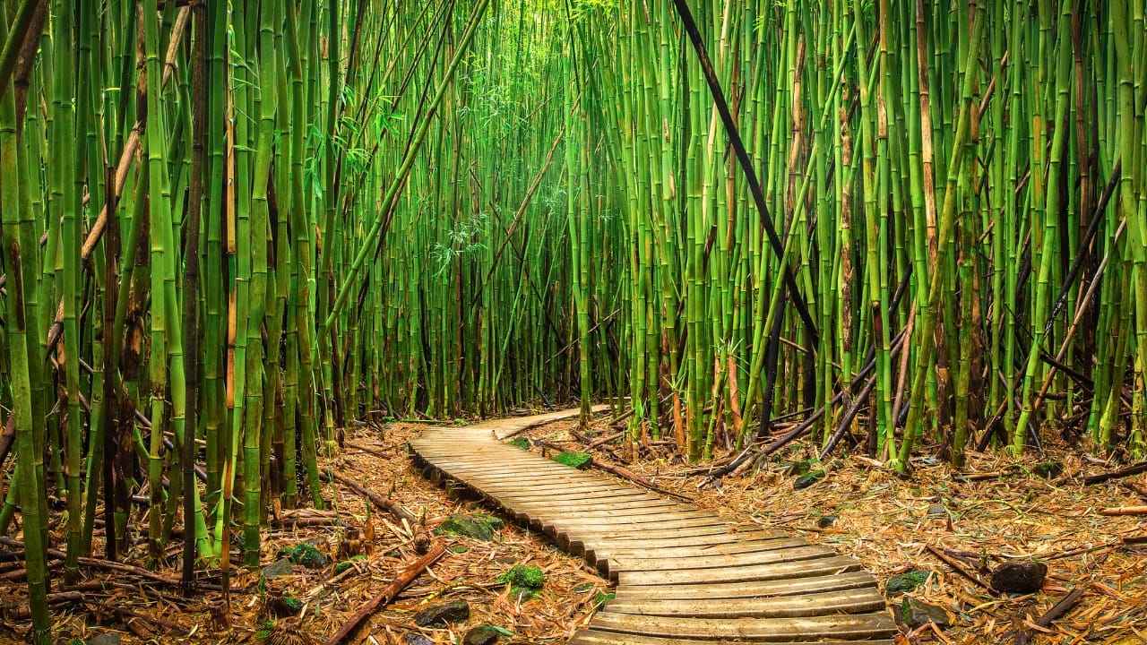 Say Hello to the Tallest Grass in the World - bamboo ss1079296271