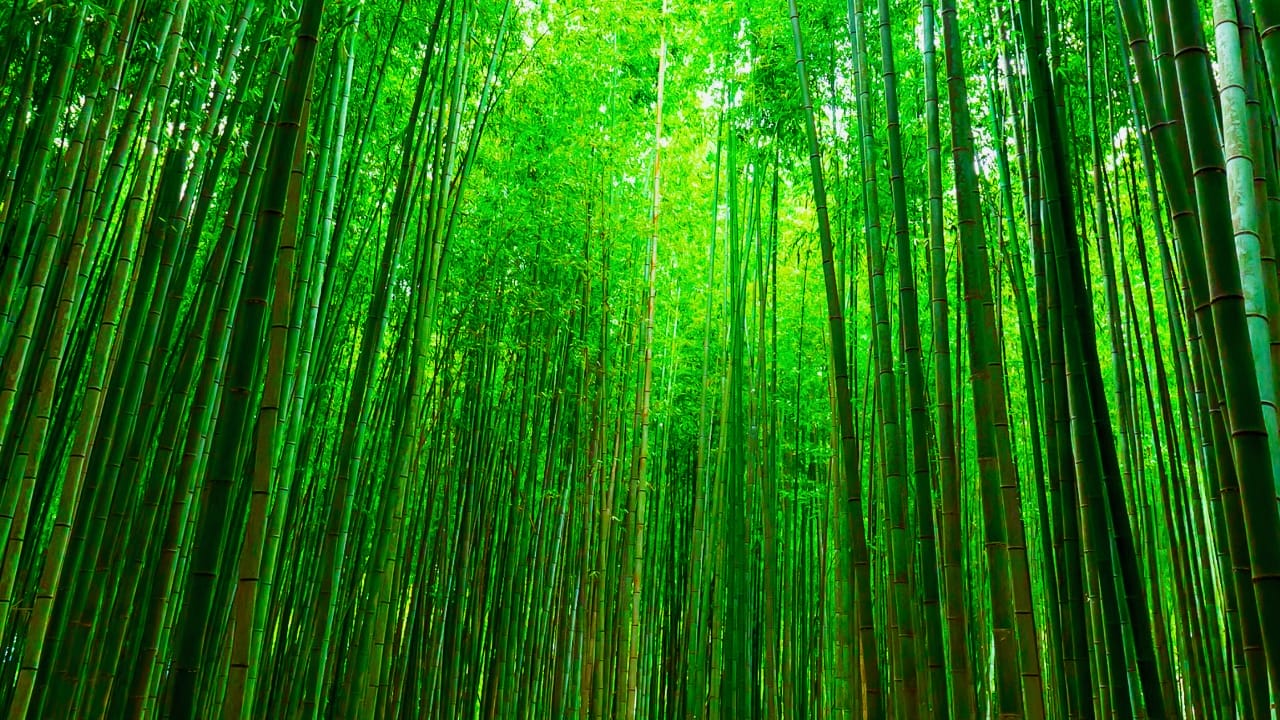 Say Hello to the Tallest Grass in the World - bamboo ss1357135139