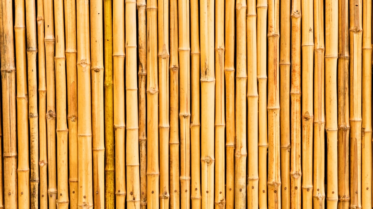 Say Hello to the Tallest Grass in the World - bamboo ss144652832