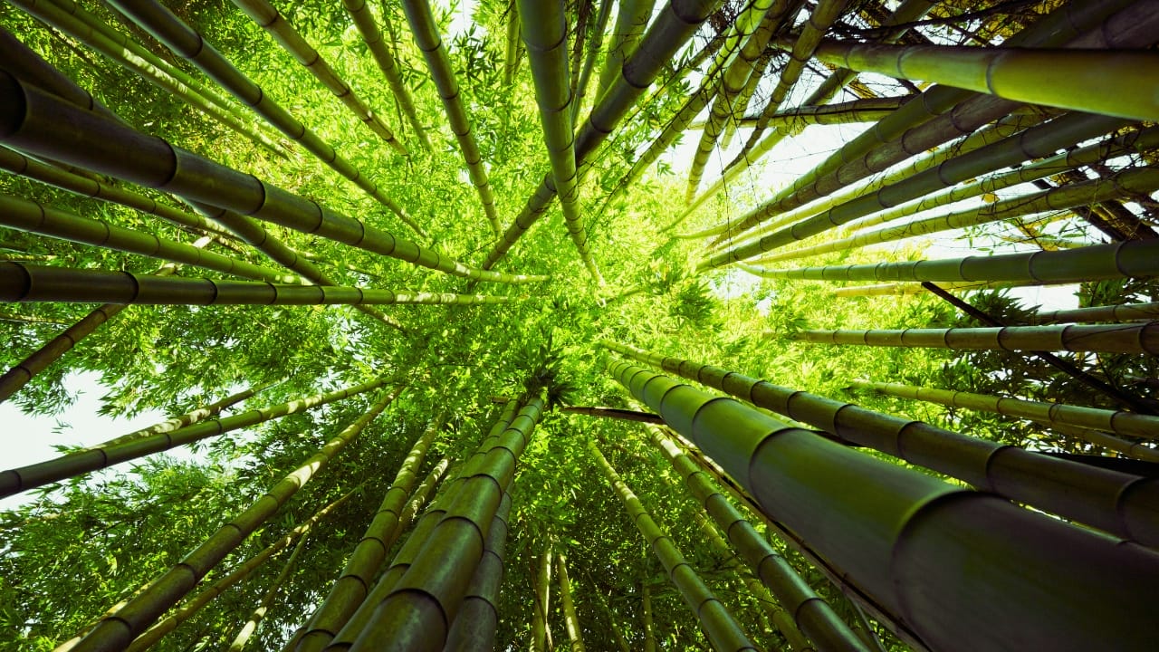 Say Hello to the Tallest Grass in the World - bamboo ss341937893