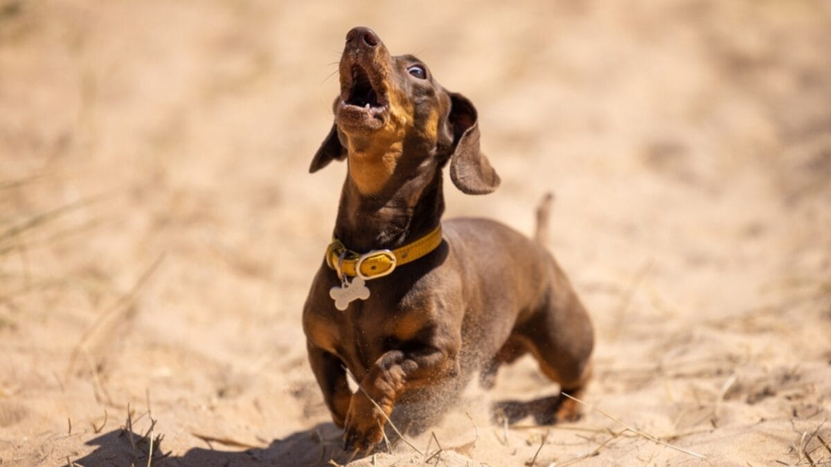 10 Reasons to Think Twice Before Getting a Miniature Dachshund - barking ss2164164451