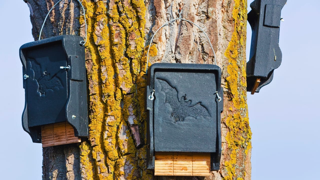 Bat Houses Could Be the Mosquito Solution You Never Knew You Needed, According to Researchers - bat houses ss262501433