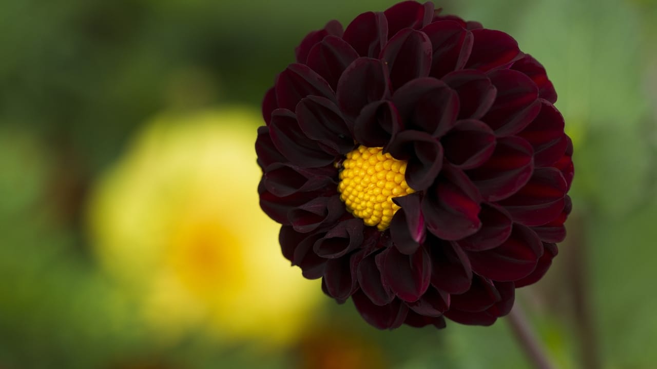 15 Striking Naturally Black Flowers to Add Mystery & Drama - black dahlia flower ss388794958