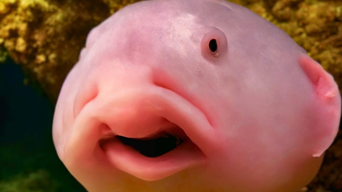 Worlds Ugliest Fish Blobfish Worlds Ugliest Fish Blobfish