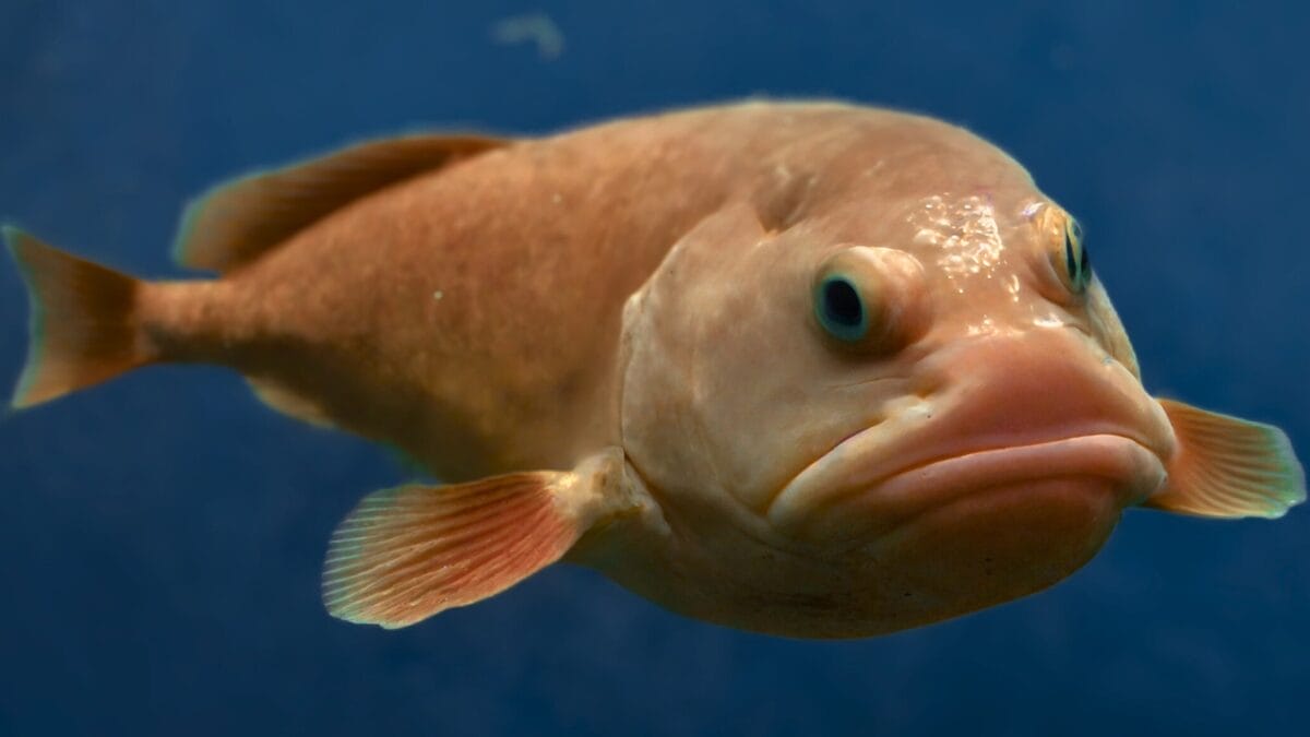 15 Bizarre & Unique Fish from Around the World - blobfish ss2207606225 2