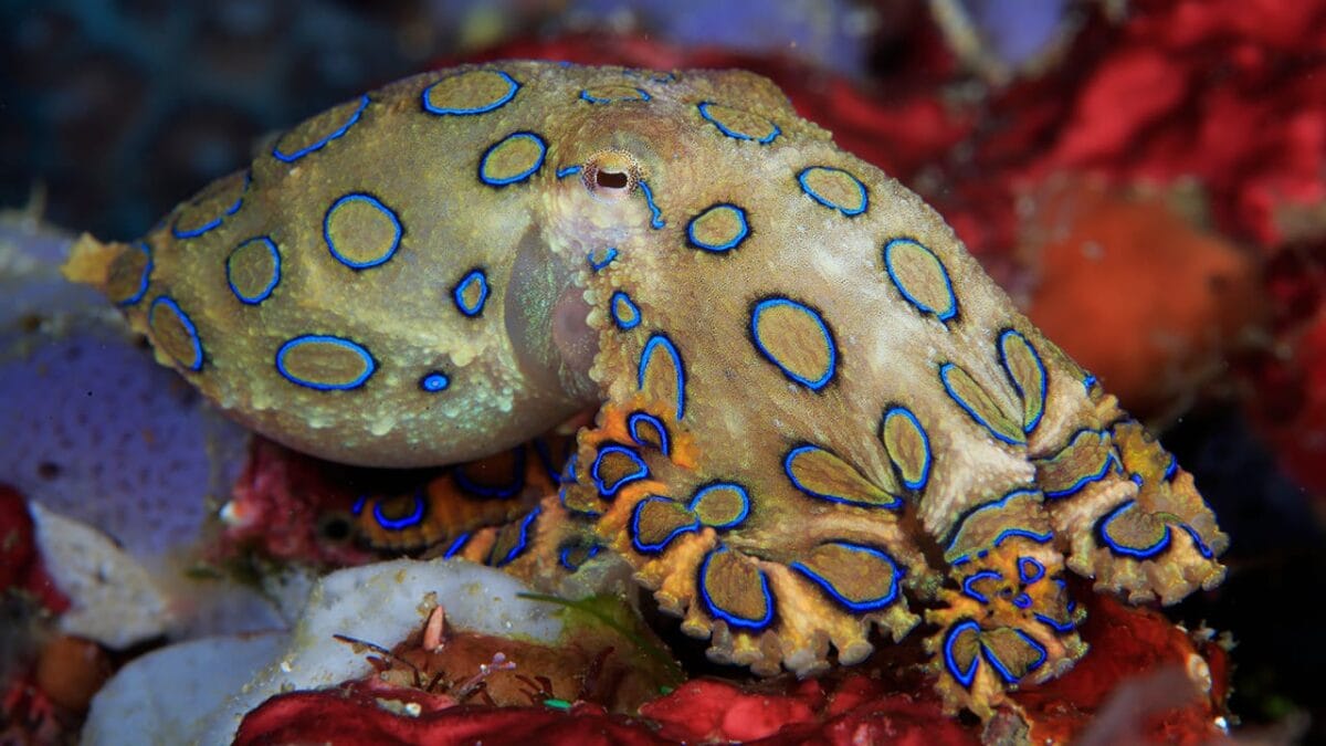 Top 10 Smartest Animals: Geniuses of the Animal Kingdom - blue ringed octopus ss2122561847