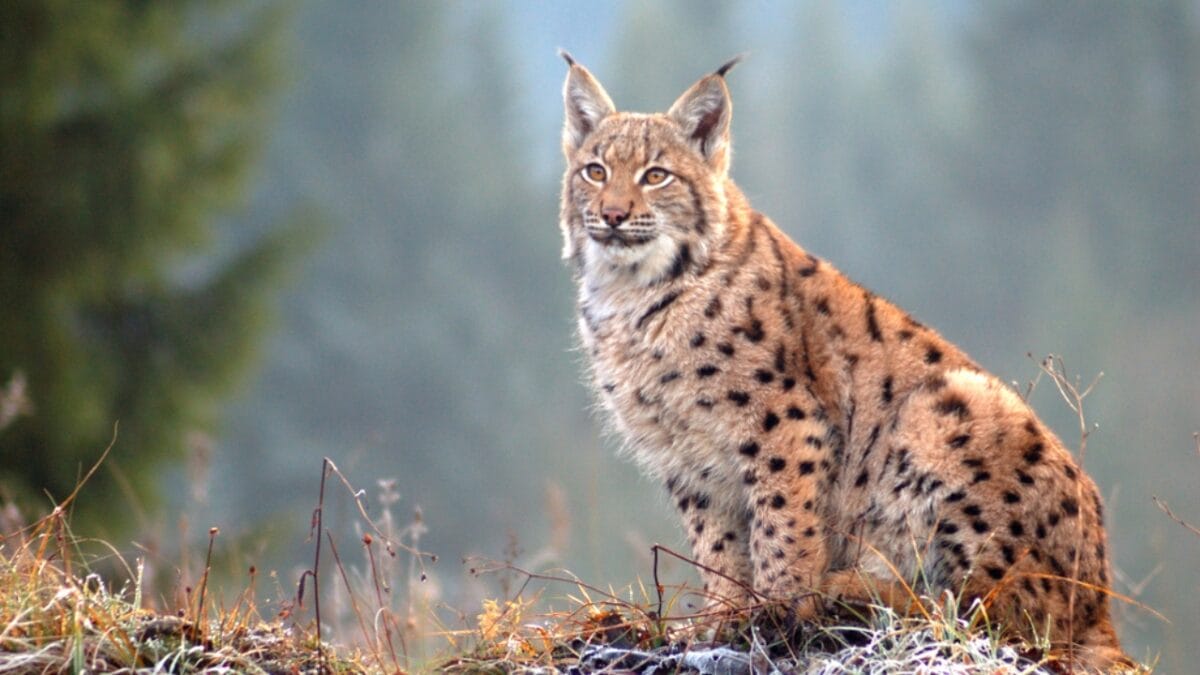 11 Fierce Predators That Raccoons Must Outsmart to Survive - bobcat ss1132779164