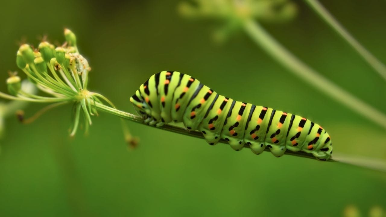 The Wasp with a Sting So Potent it Can Take Down a Cow