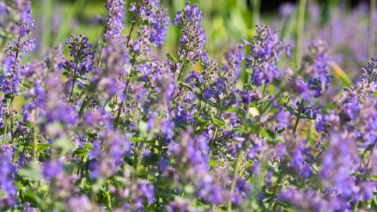 14 Natural Scents That Repel Mosquitoes: A Buzz-Free Summer Awaits - catnip ss1089586592