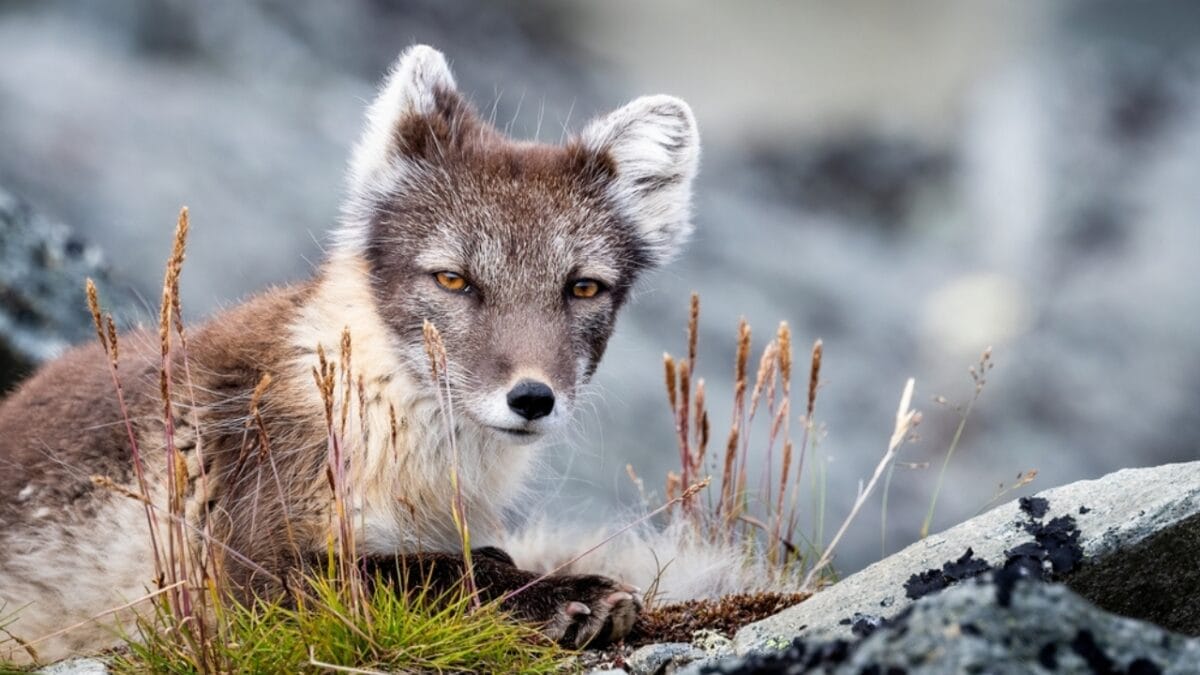 20 Top Locations to Spot Foxes Across the USA - climate change ss2104400936