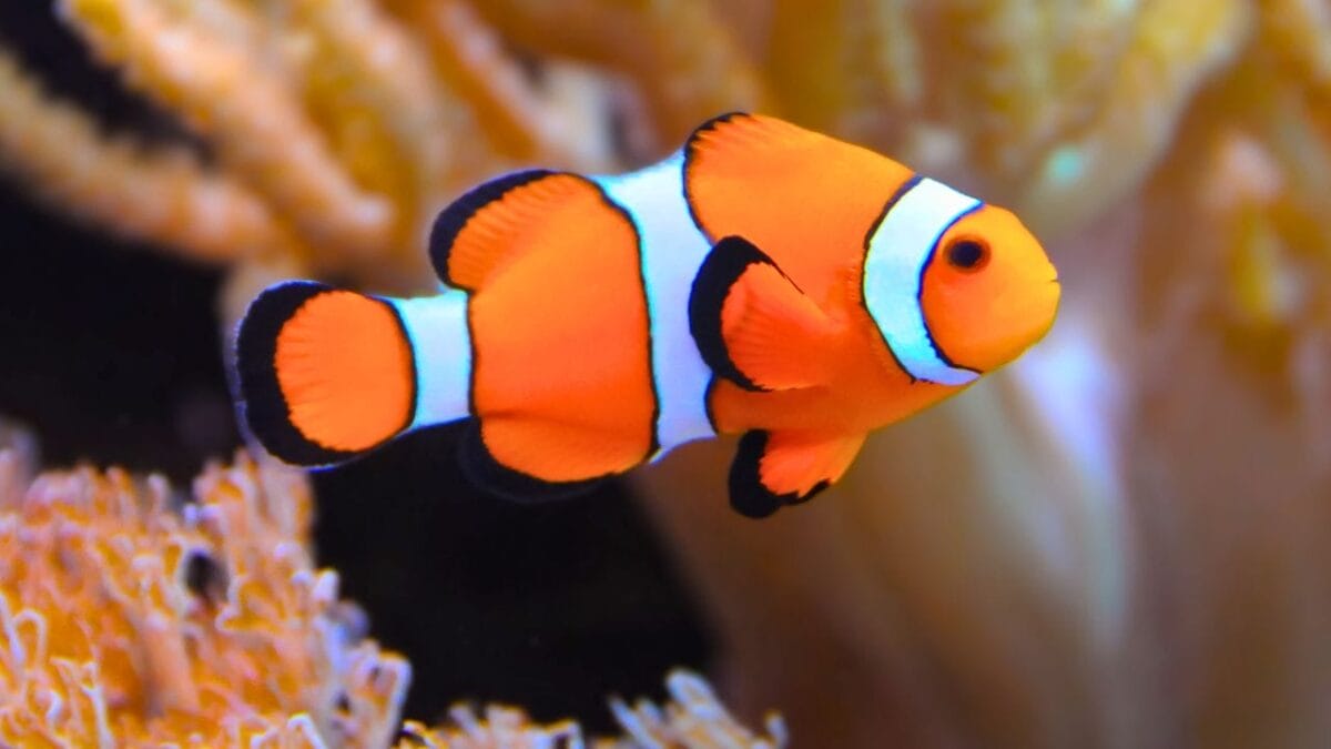 9 Animals That Can Remarkably Change Their Gender - clownfish ss2291545047