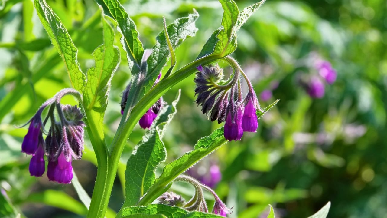 16 Must-Have Herbs for Your Medicinal Garden: Nature’s Pharmacy - comfrey dp28093093