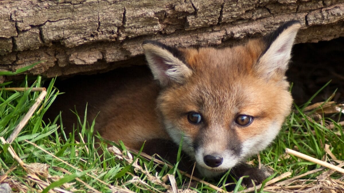 20 Top Locations to Spot Foxes Across the USA - conservation ss29798065