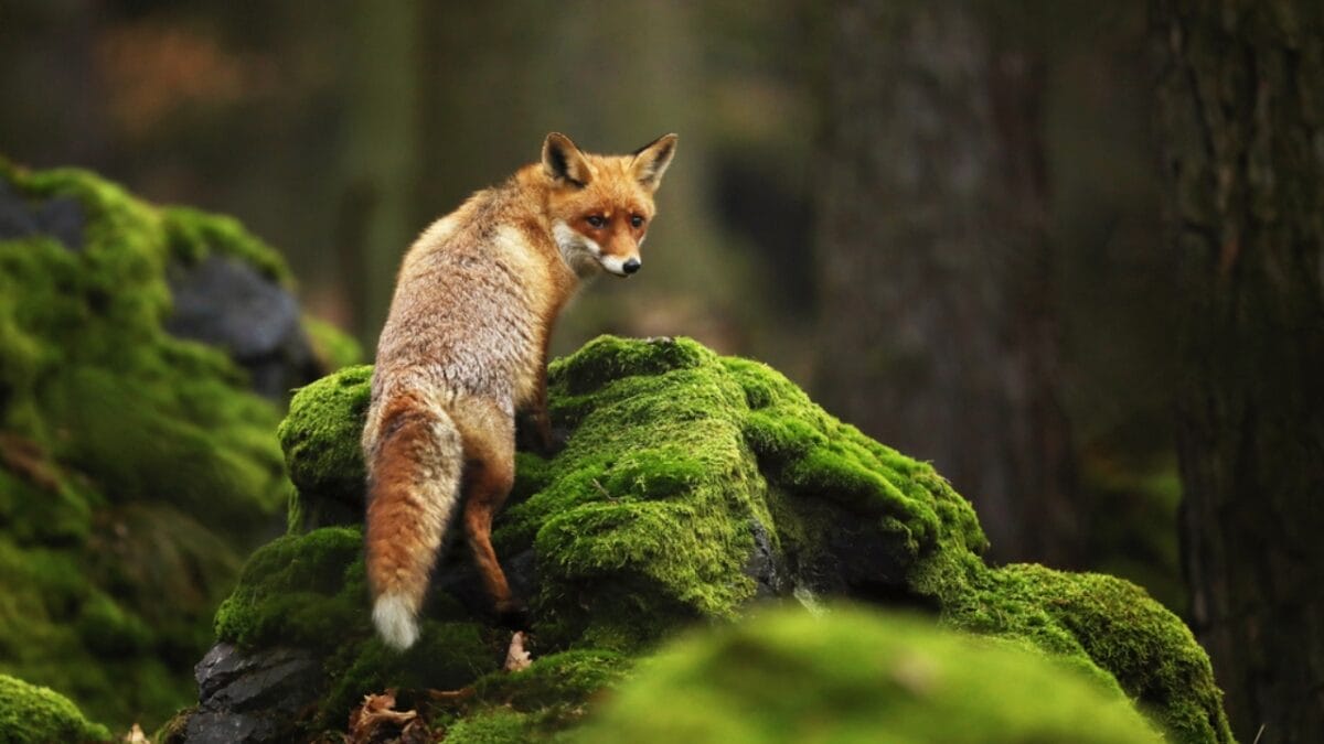 20 Top Locations to Spot Foxes Across the USA - conserve fox ss1704154567