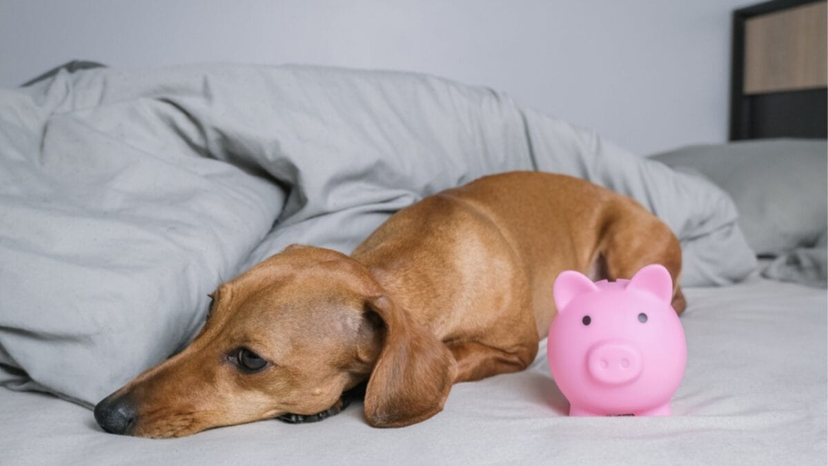10 Reasons to Think Twice Before Getting a Miniature Dachshund - cost of ownership ss1701267715