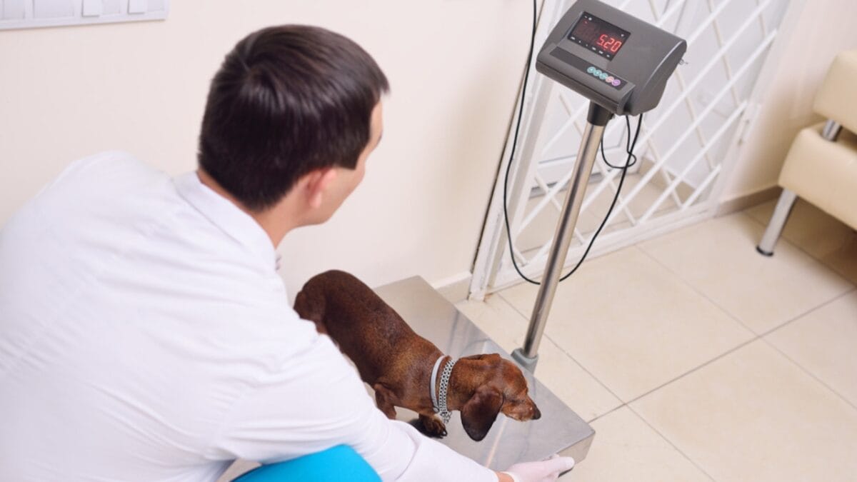 10 Reasons to Think Twice Before Getting a Miniature Dachshund - dietary ss755567065