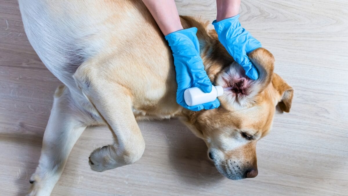Could Your Dog be Allergic to Chicken? 4 Signs to Look For - dog getting their ears treated ss1754167574