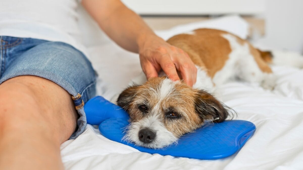 Could Your Dog be Allergic to Chicken? 4 Signs to Look For - dog in pain laying down ss1775724113