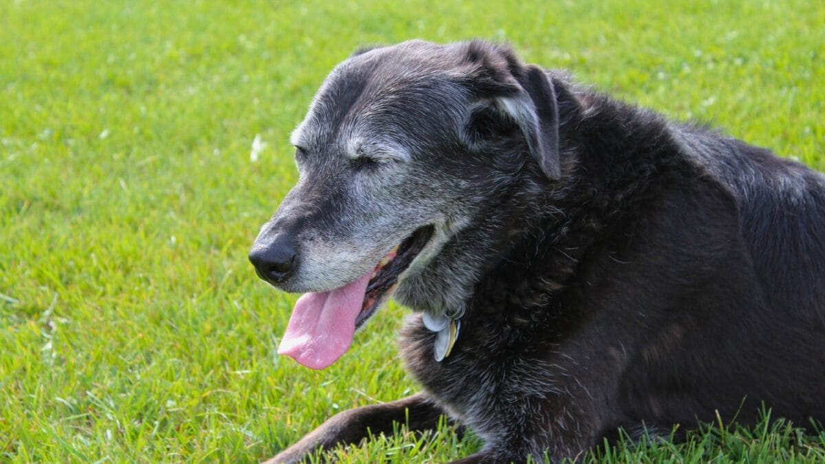 16 Red Flags That Show Your Dog Is Battling Anxiety & How to Help - dog panting ss538655887